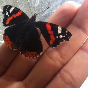 Meet your Posher, Rasha